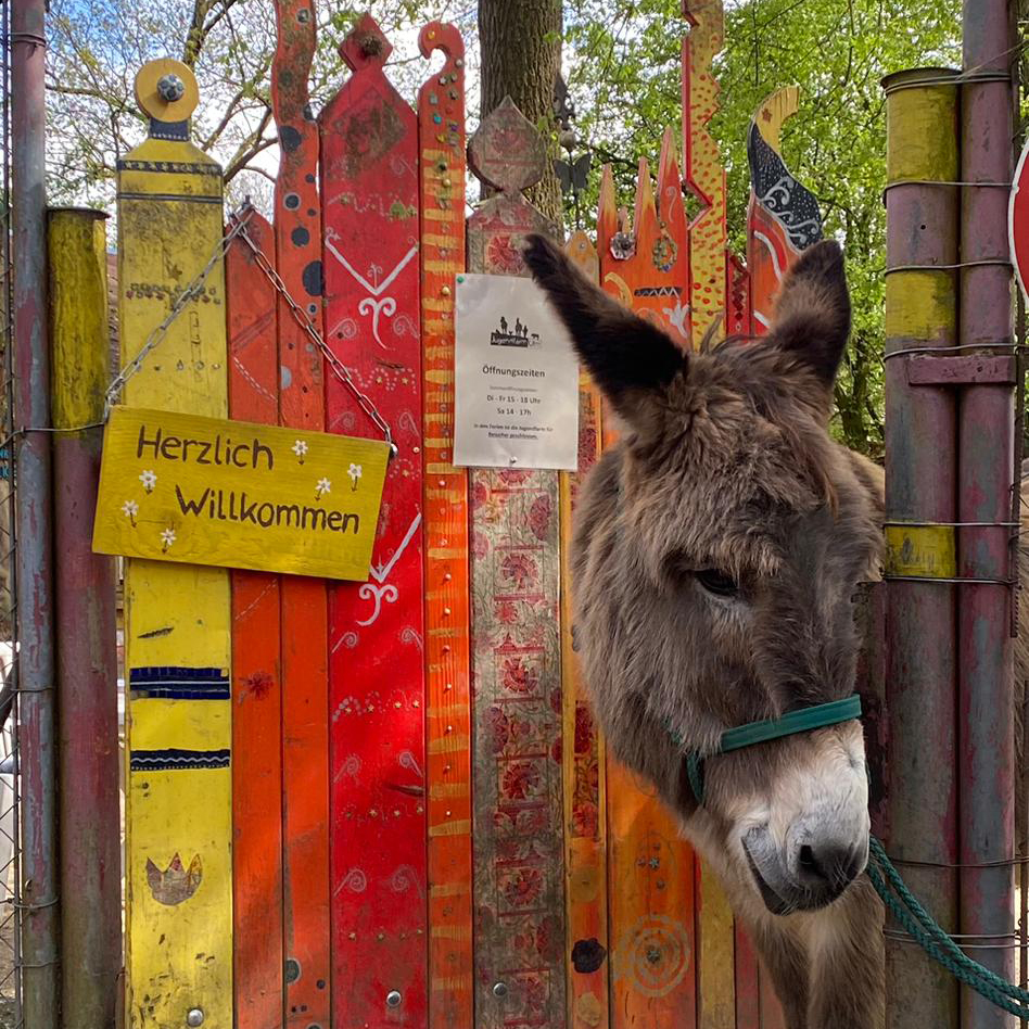 Esel vor der Jugendfarm